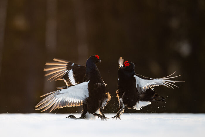 Two black and white birds with red crests display wings in a snowy landscape captured in wildlife and nature photography.
