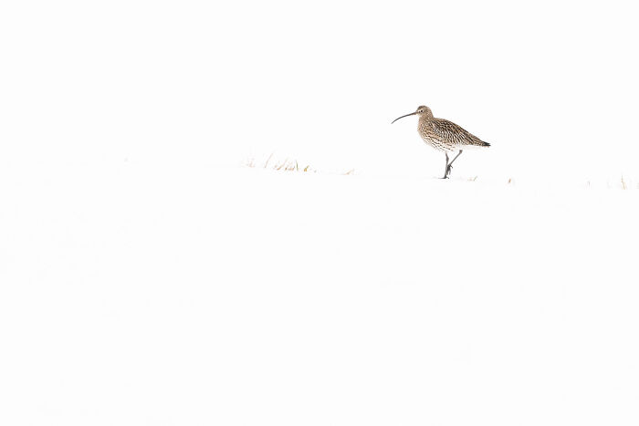 Curved-beak bird standing in snowy landscape, captured in stunning wildlife and nature photograph by Andrea Zampatti.