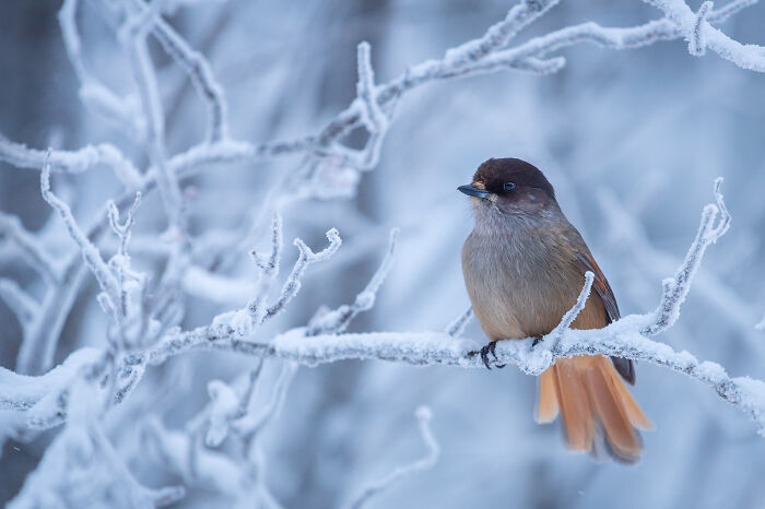 Small bird perched on frost-covered branch in a stunning wildlife and nature shot by Andrea Zampatti