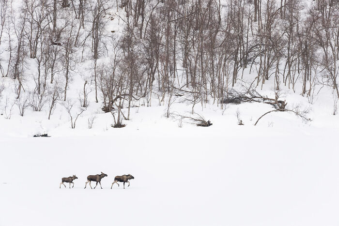 Three moose walking through a snowy landscape with bare trees in nature, showcasing stunning wildlife photography.