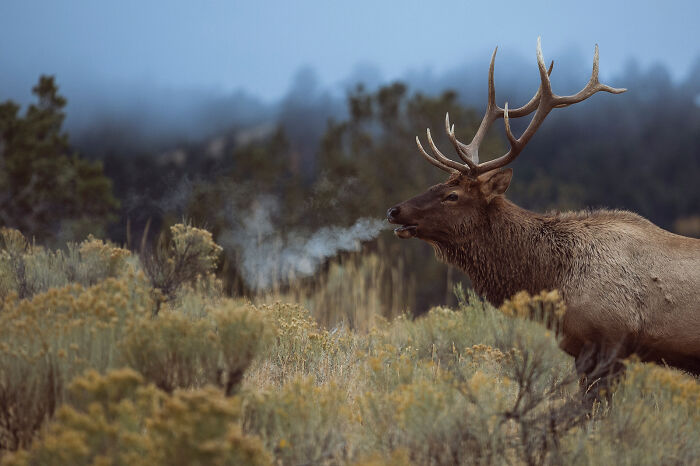 Elk exhaling visible breath in a misty natural landscape showcasing stunning wildlife and nature shots.