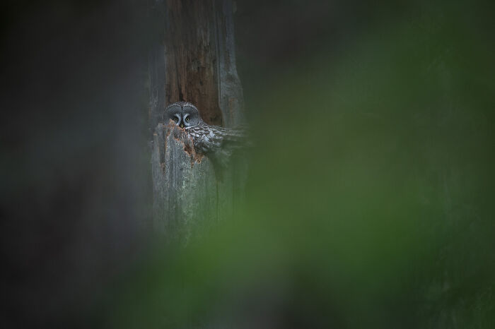 Owl peeking from a tree trunk in a low light forest setting wildlife and nature shot by Andrea Zampatti
