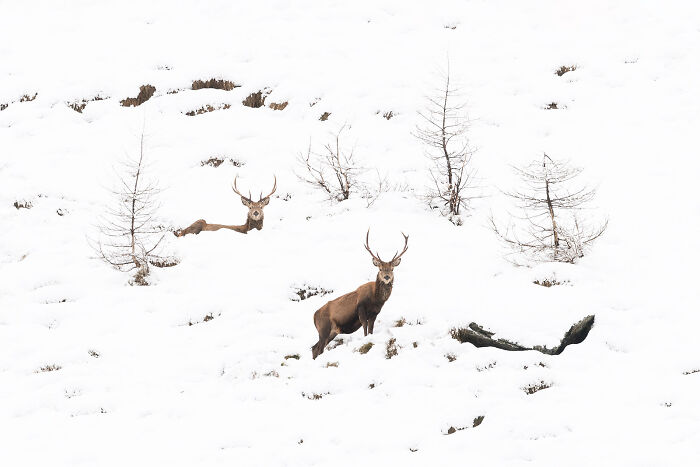 Two deer with antlers standing and lying on snow-covered ground among sparse trees in a stunning wildlife nature scene.