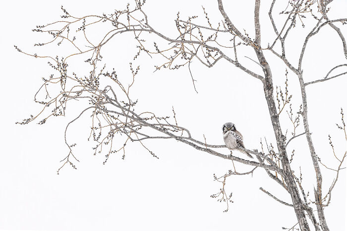 Small bird perched on a bare tree branch in a minimalistic winter scene, showcasing stunning wildlife and nature shots.