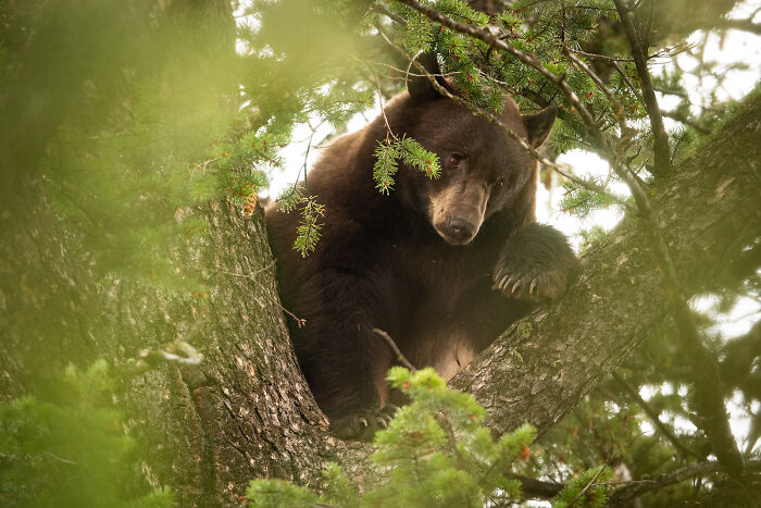 Black bear resting on a tree branch surrounded by green foliage in a stunning wildlife and nature shot.