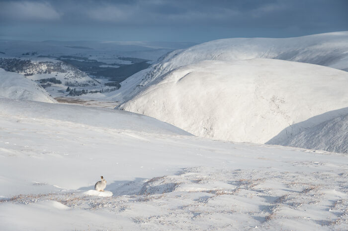 Snow-covered landscape with a lone wildlife animal amidst stunning nature shots by Andrea Zampatti.