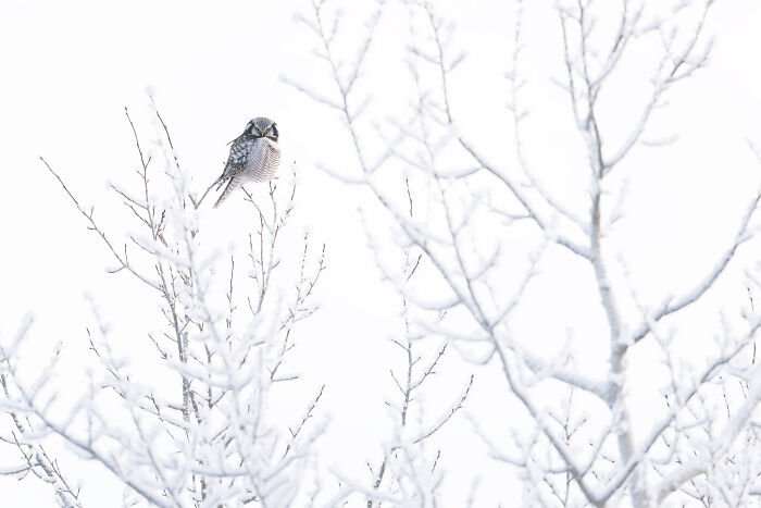 Small bird perched on frosty branches in a stunning wildlife and nature shot during winter.