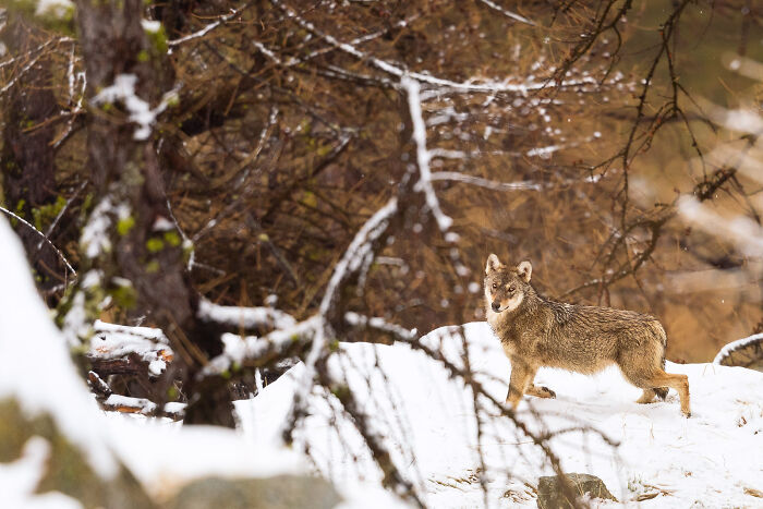 Wolf standing on snow covered ground surrounded by trees in a stunning wildlife and nature shot by Andrea Zampatti