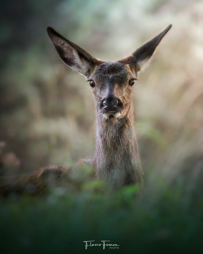 Close-up portrait of a deer in natural habitat, showing how respecting nature creates stunning photos by a wildlife photographer.
