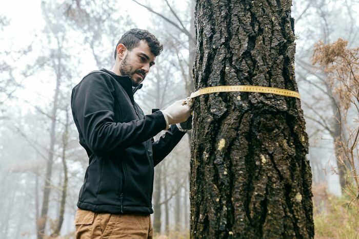 Man in outdoor jacket measuring tree circumference with tape, illustrating patients who defied medical odds concept.