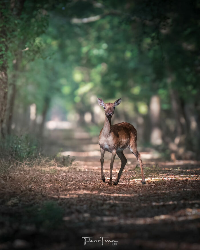 Young deer standing on a forest path, showcasing stunning photos created by respecting nature and wildlife.