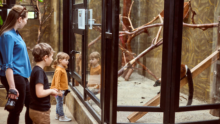 Children and woman observing a cute baby monkey with bright orange fur inside an enclosure at OKC Zoo.