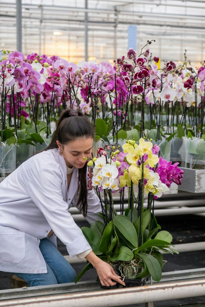 Woman in a white coat arranging orchids in a greenhouse, showcasing jobs for ultra-wealthy people in luxury plant care.
