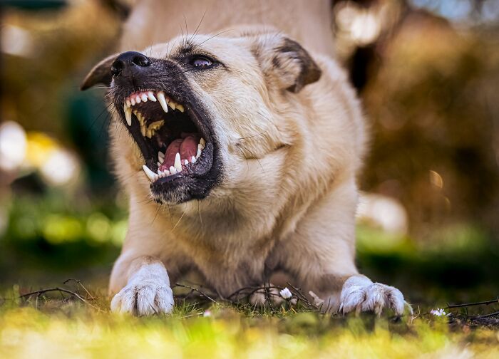 Aggressive dog snarling with bared teeth outdoors, illustrating a neighbor&rsquo;s dog incident and self-protection concern.