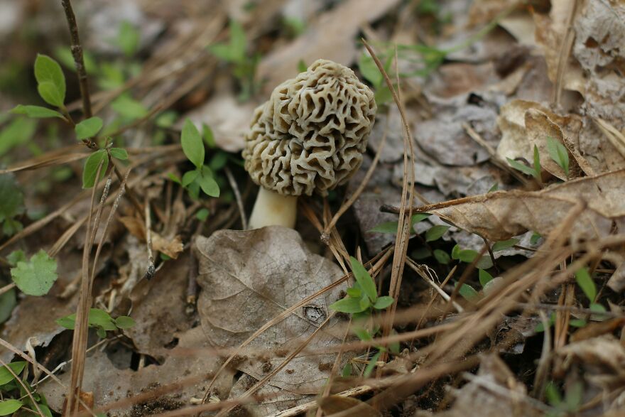 Morel mushroom growing among dead leaves, a wealthy-favored superfood linked by scientists to ALS disease risk.