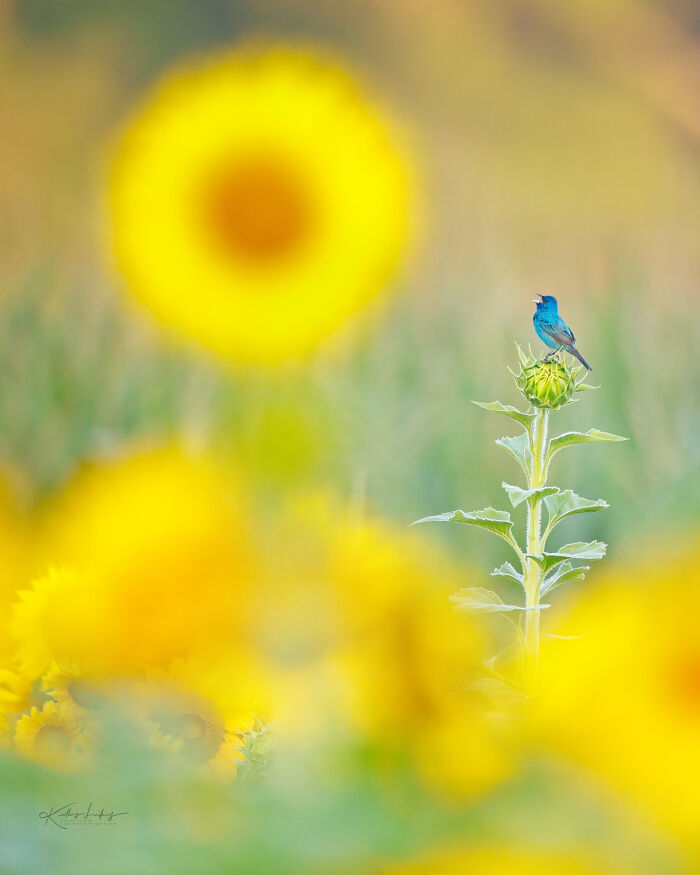 Blue bird perched on a green sunflower bud surrounded by bright yellow sunflowers, showcasing birds as fine art.