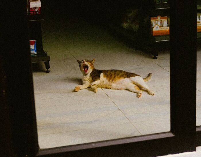 Cat lying on a tiled floor inside a restaurant, highlighting unholy health violations seen by inspectors.