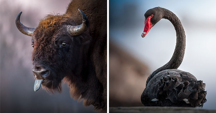 This Photographer Captured 40 Breathtaking Shots Of Wildlife