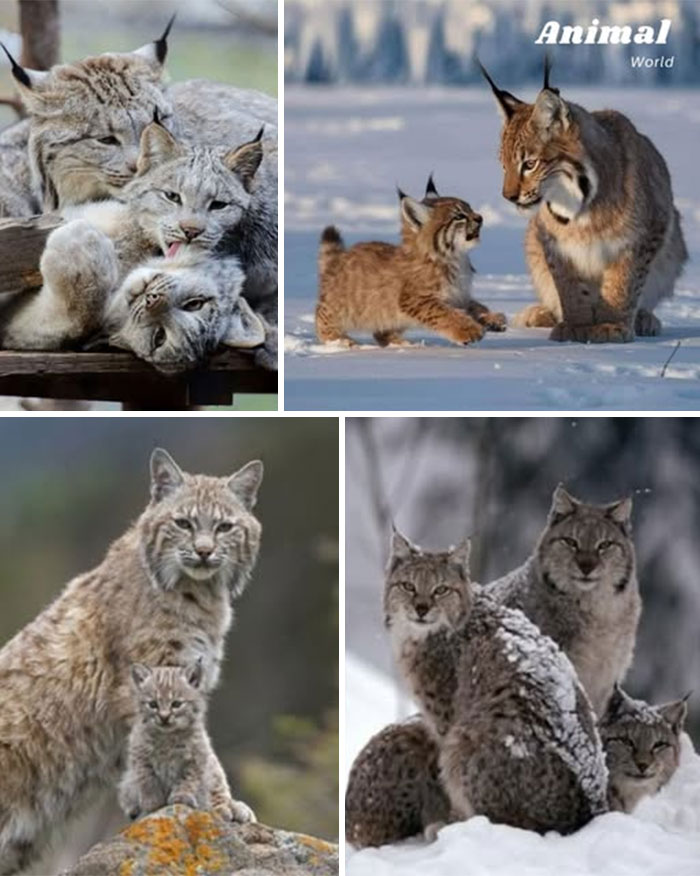 Unique and cute creatures in natural snowy and forest settings, showcasing the beauty of wildlife and nature surprises.