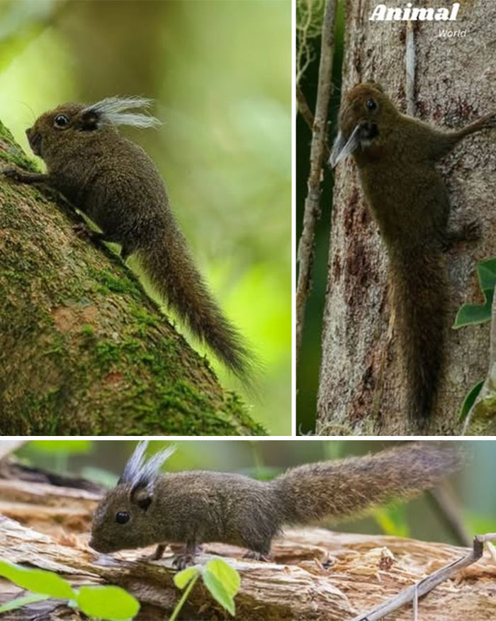 Unique and cute creatures with distinctive white ear tufts climbing trees and exploring forest surroundings in nature.