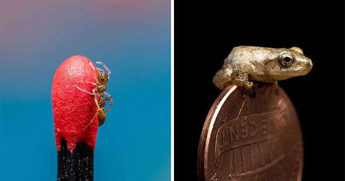 23 Amazing Shots Featuring Various Species Of Animals By This Photographer