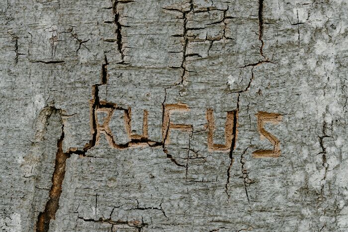 Carved letters on c*****d tree bark symbolizing careless actions leading to people getting fired for their mistakes.