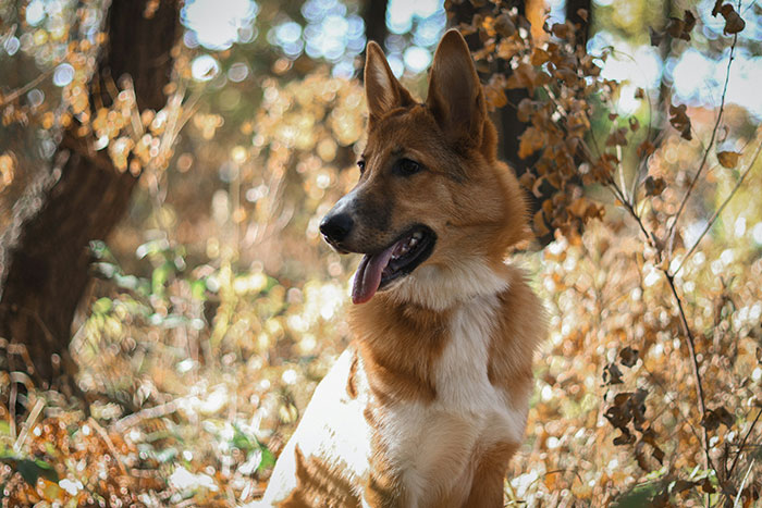 Dog sitting on private land surrounded by autumn foliage as strangers try to impose dog walking rules.