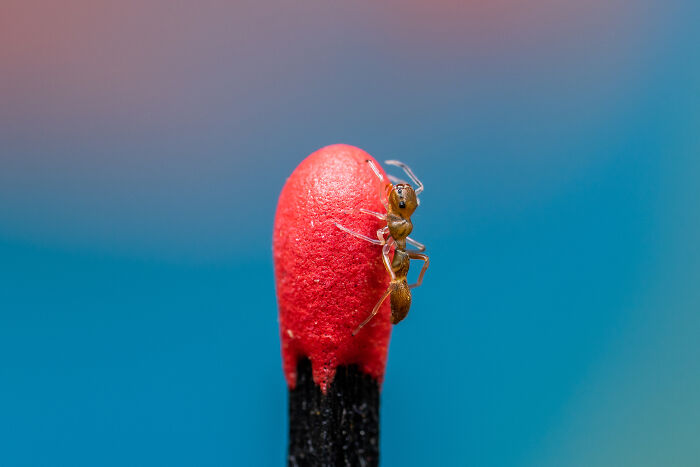 Close-up of a small ant on the red tip of a matchstick, showcasing detailed animal photography by Kevin Blackwell.