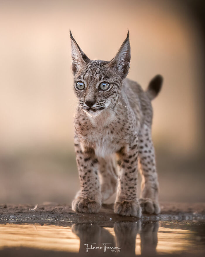 Young wild cat near water, highlighting how respecting nature creates stunning photos with natural lighting and focus.