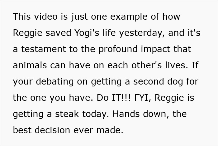 Boxer dog saving French Bulldog brother&rsquo;s life, showcasing a truly heartwarming moment between the two pets.