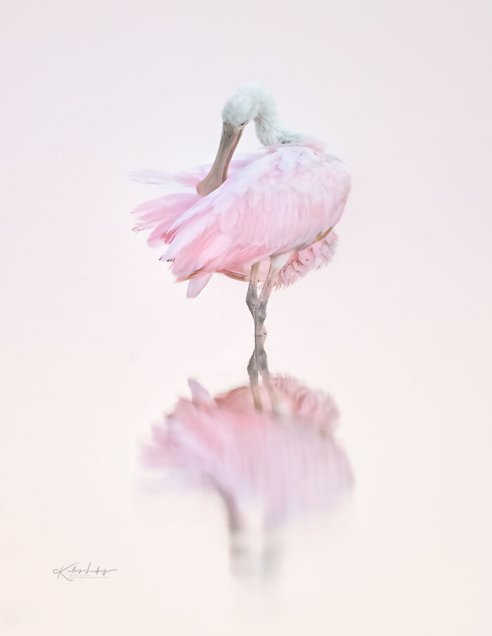 Pink bird preening feathers with soft reflection in water, showcasing birds as fine art photography.