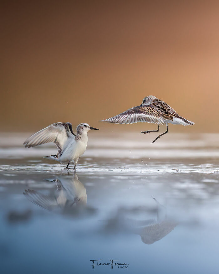Two shorebirds in shallow water with soft reflections, showcasing stunning nature photography by respecting wildlife habitats.