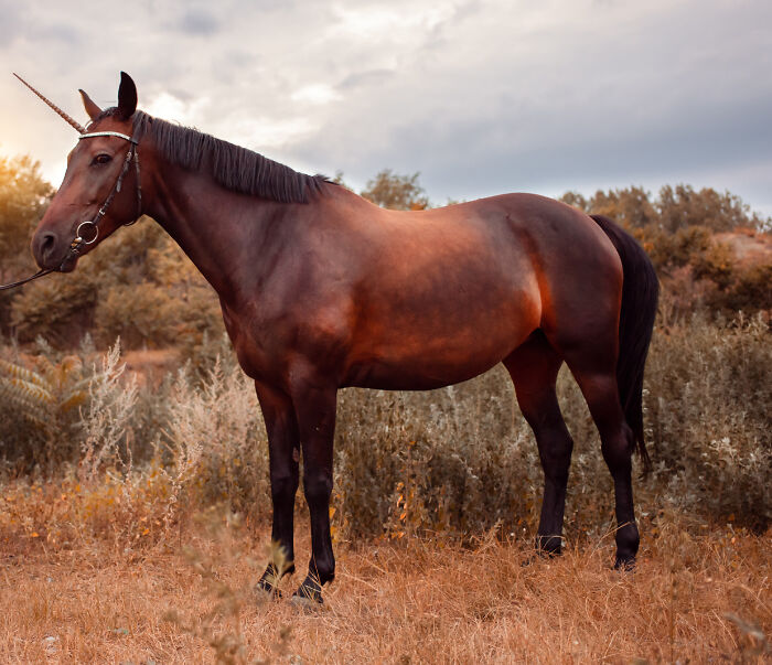 A brown horse with a unicorn horn in a field, illustrating quirky moments people knew they were dating an idiot.