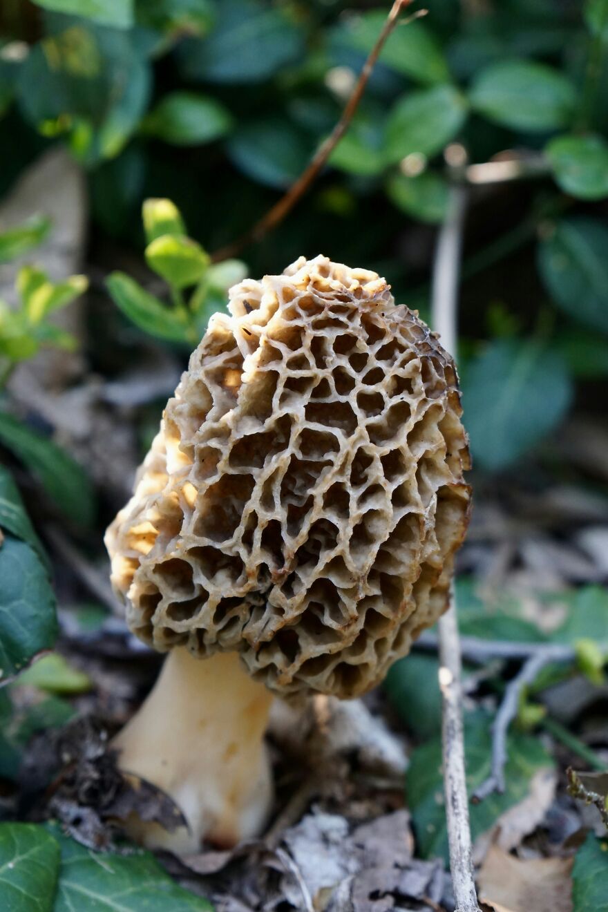 Close-up of a morel mushroom, a wealthy-favored superfood linked by scientists to ALS or Lou Gehrig&rsquo;s disease.