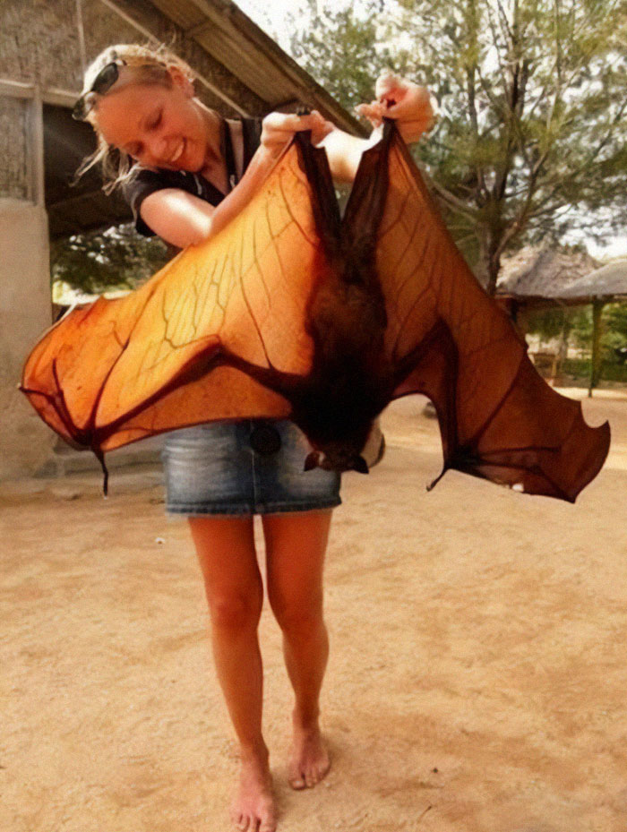 Woman holding a giant bat with outstretched wings, showing unusual scale comparison with human for scale outdoors.