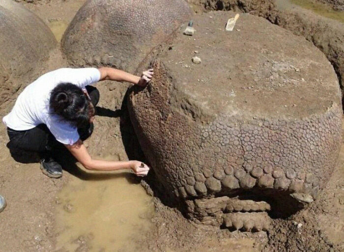Person crouching next to a giant fossil, demonstrating human for scale and the large size of the ancient object.