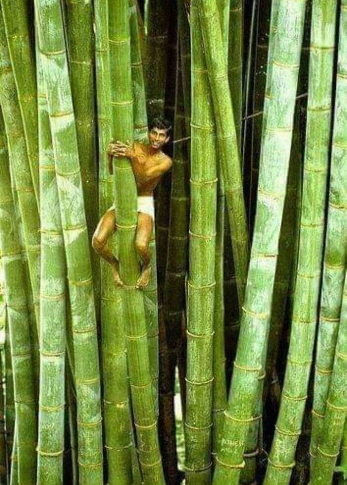 Man climbing giant bamboo stalks in a dense forest showing human for scale and unusual size comparison.