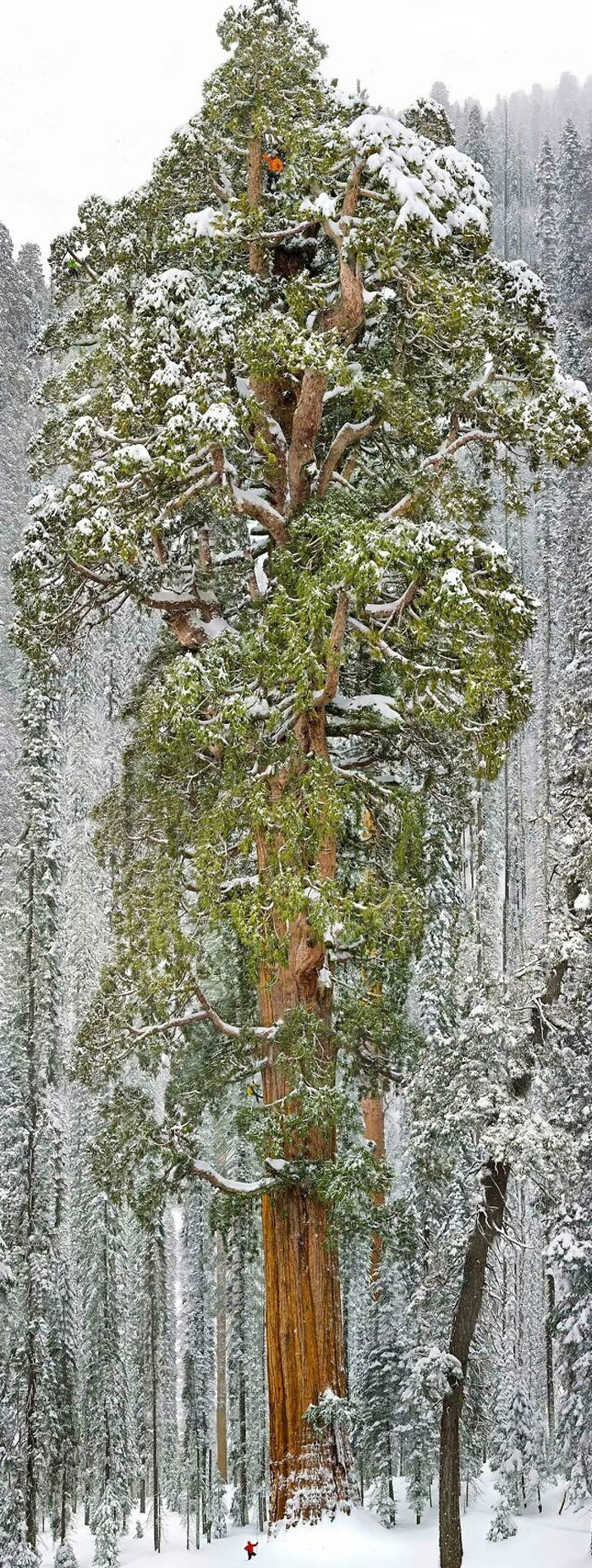 Massive snow-covered tree with a tiny human for scale showing the unusual size of natural objects in winter forest.