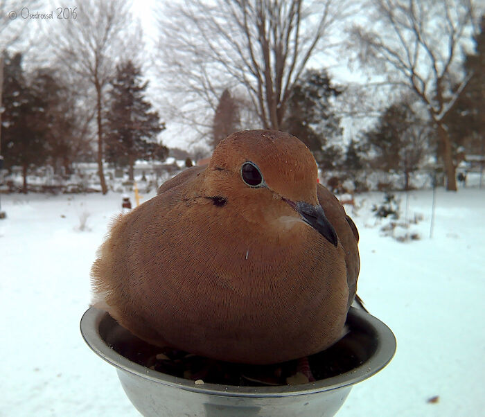 Close-up of a bird sitting on a feeder captured by a woman using a camera on her bird feeder in her yard.