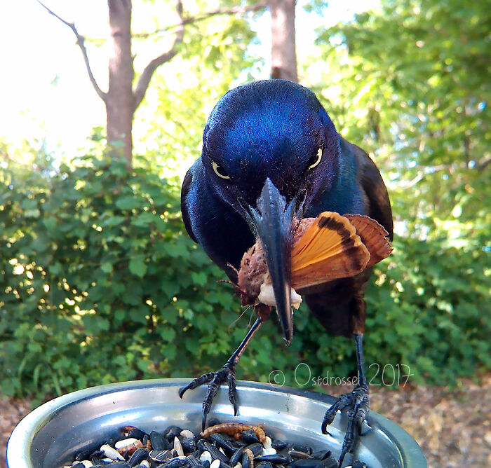 Close-up of a bird at a yard bird feeder holding prey, captured by a camera set up to photograph birds.