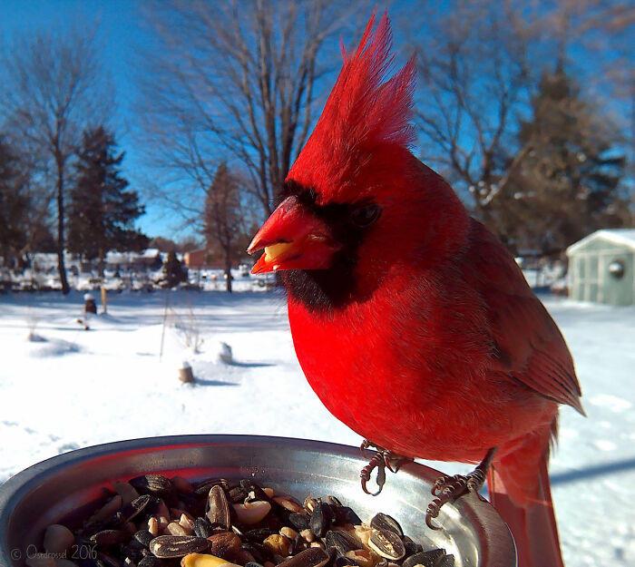 Bright red cardinal perched on bird feeder in snowy yard, captured by camera for best bird feeder shots.