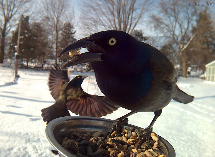 Close-up of a bird eating seeds at a feeder in a snowy yard captured by a camera on the bird feeder.