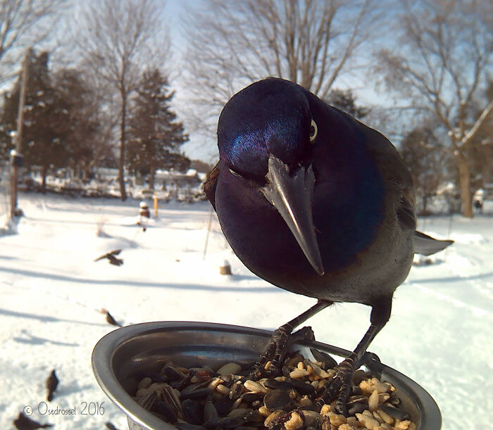 Close-up of a bird feeding on seeds at a bird feeder captured by a camera in a snowy yard.