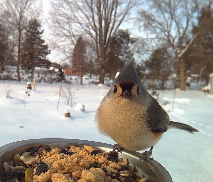 Small bird perched on a bird feeder in a snowy yard, captured using a camera focused on the bird feeder.