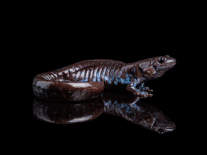 Close-up of a shiny dark salamander with blue markings on a reflective black surface, captured in animal photography.