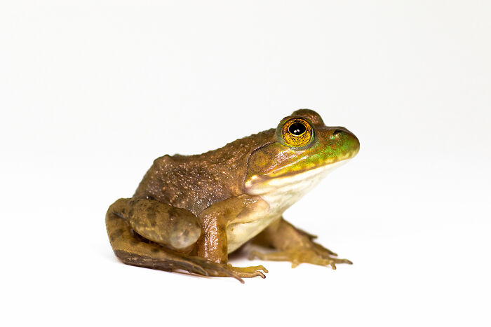 Close-up of a brown frog with detailed textured skin and reflective eyes perfectly captured in natural light.