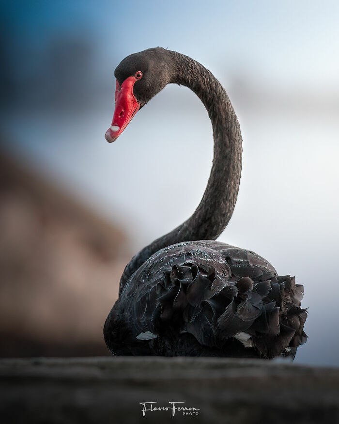Black swan with red beak gracefully poised, showcasing how respecting nature creates stunning photos in natural light.