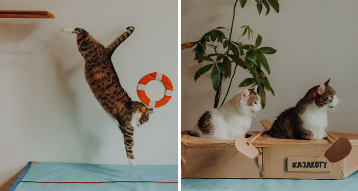My Cats Trained Hard For Their Own Sports Calendar, And The Photos Are Gold Medal-Worthy (13 Pics)