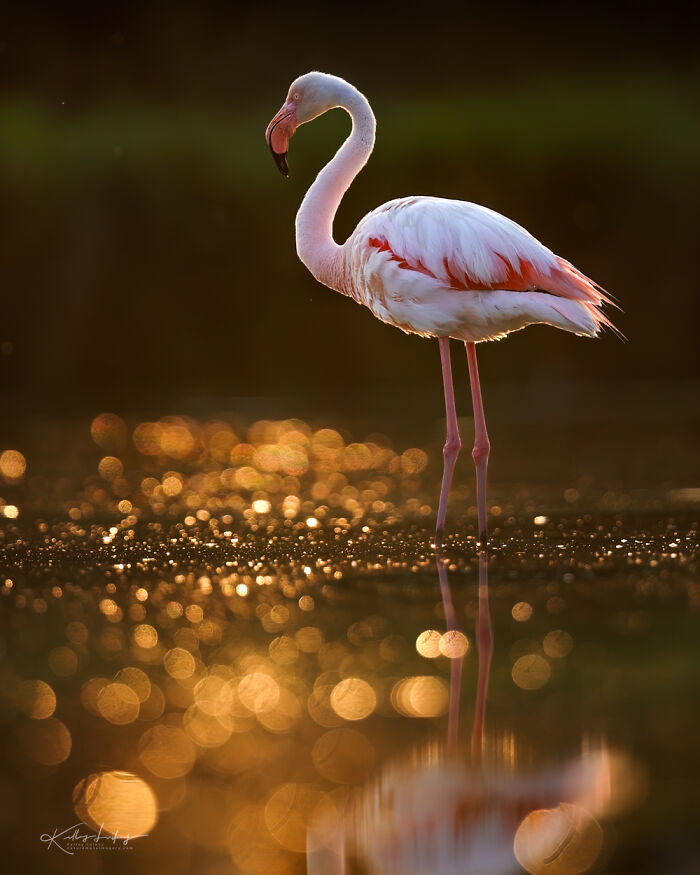 Flamingo standing in water with golden bokeh reflections, showcasing birds as fine art photography.