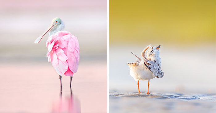 23 Photos That Prove Birds Can Be Fine Art By Kelley Luikey